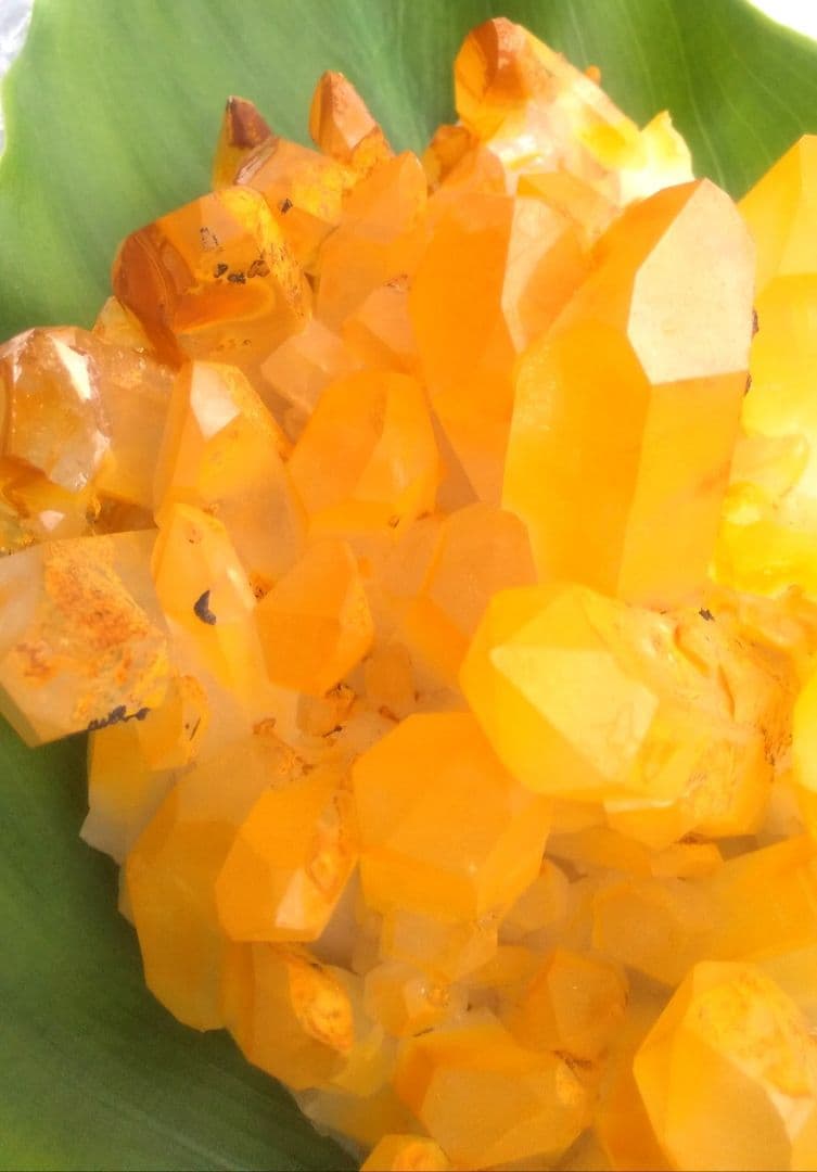 超希少 ゴールデンヒーラー クラスター ギャランティカード付き