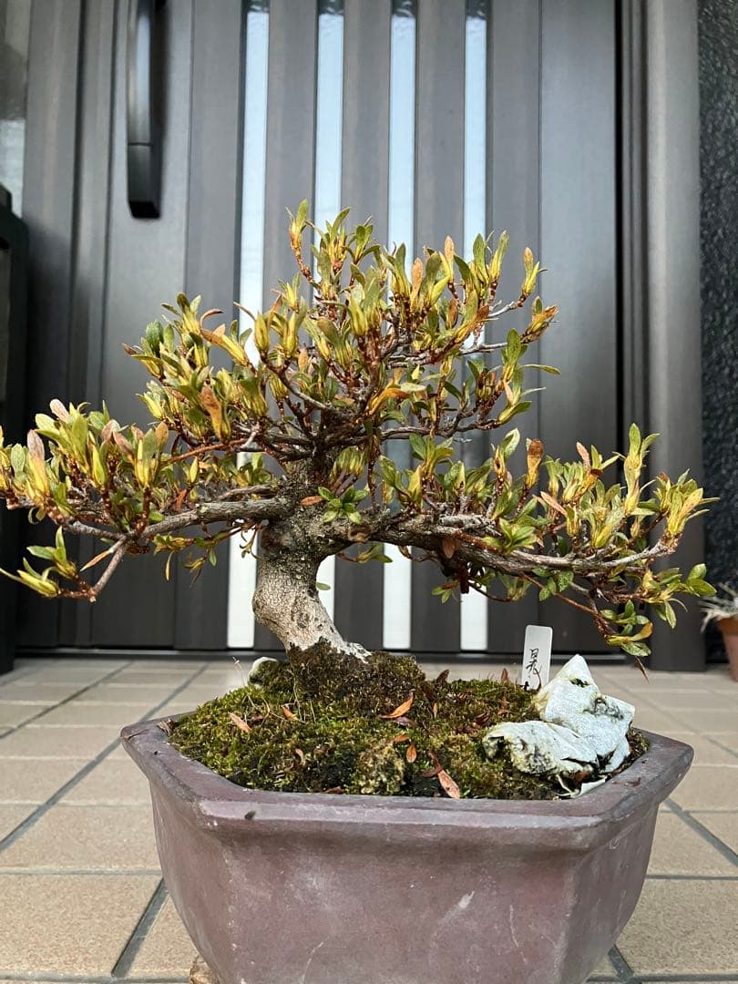 カエルのお兄さん専用◉皐月盆栽　晃山　極上品と金属製カニの工芸品 3個セット