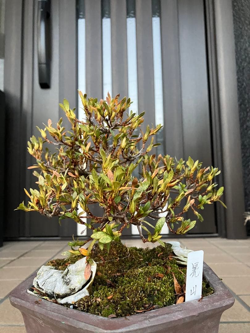 カエルのお兄さん専用◉皐月盆栽　晃山　極上品と金属製カニの工芸品 3個セット