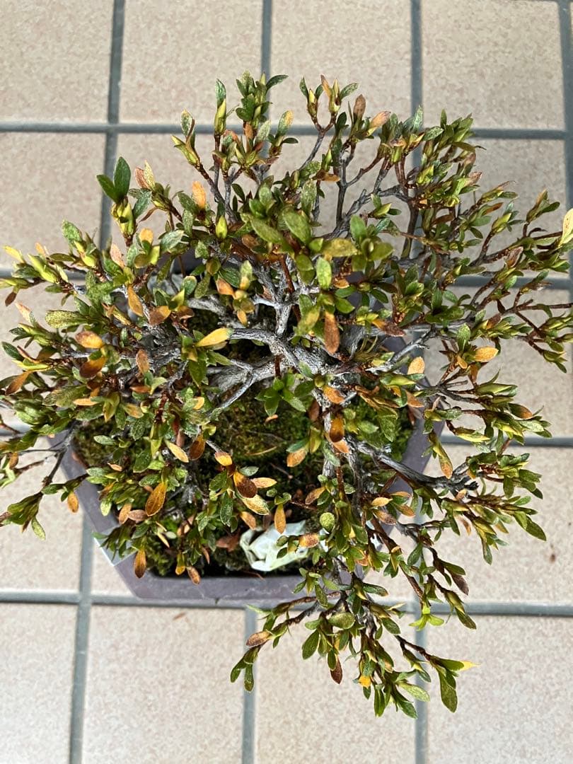 カエルのお兄さん専用◉皐月盆栽　晃山　極上品と金属製カニの工芸品 3個セット