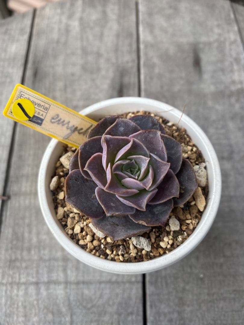 ① 希少丸葉タイプ　エリキュラミス