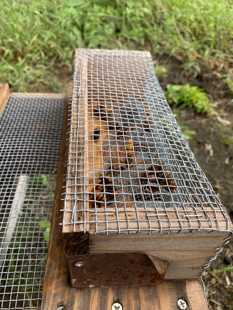 スズメバチ捕獲器　４個組　　とも