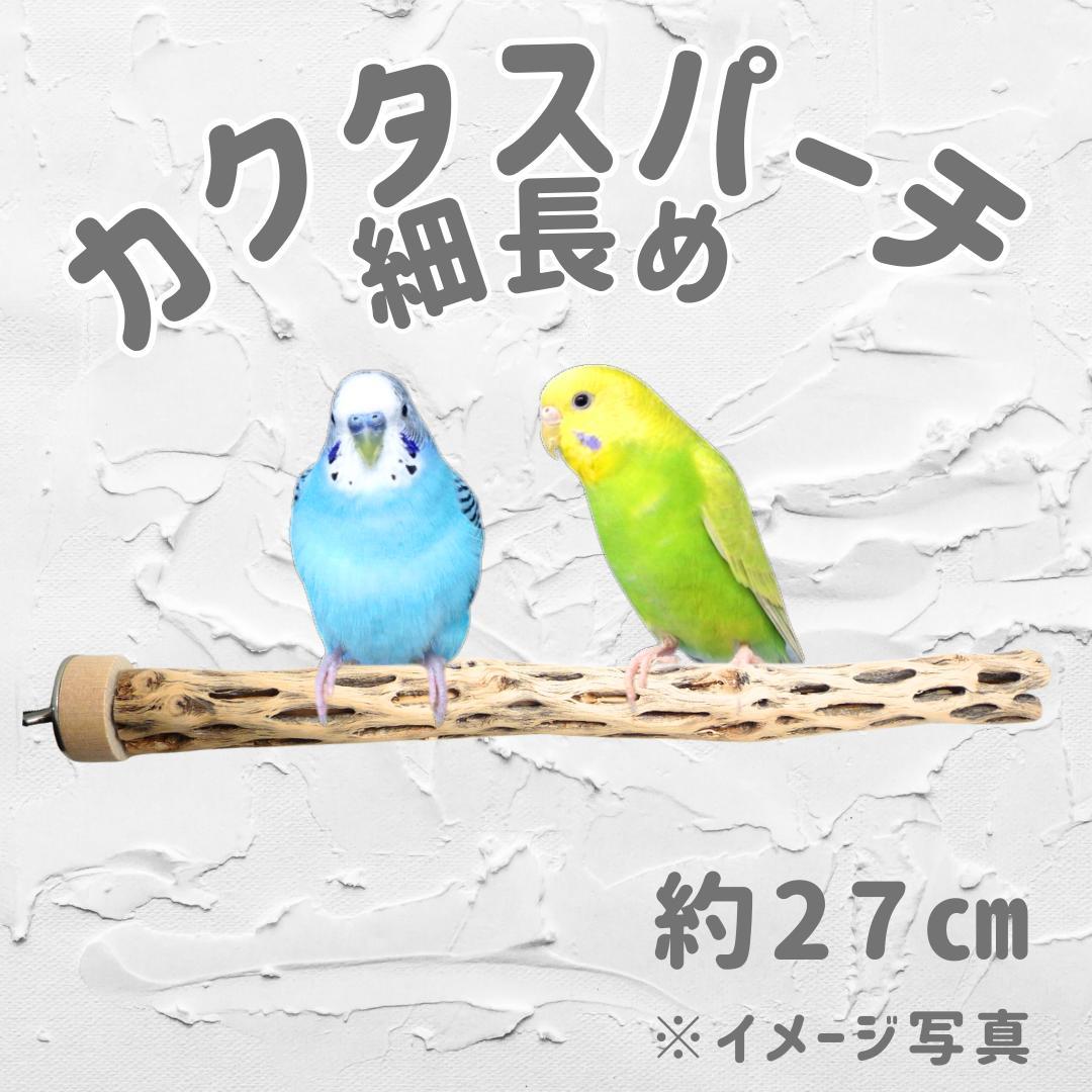 らいちょう　カクタスパーチ　3本セット