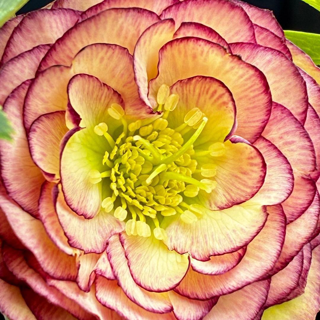 a*a様 3545☘️蕾花タグ付☘️超特殊☘️唯一無二☘️芳香⭐️小輪⭐️超キレ