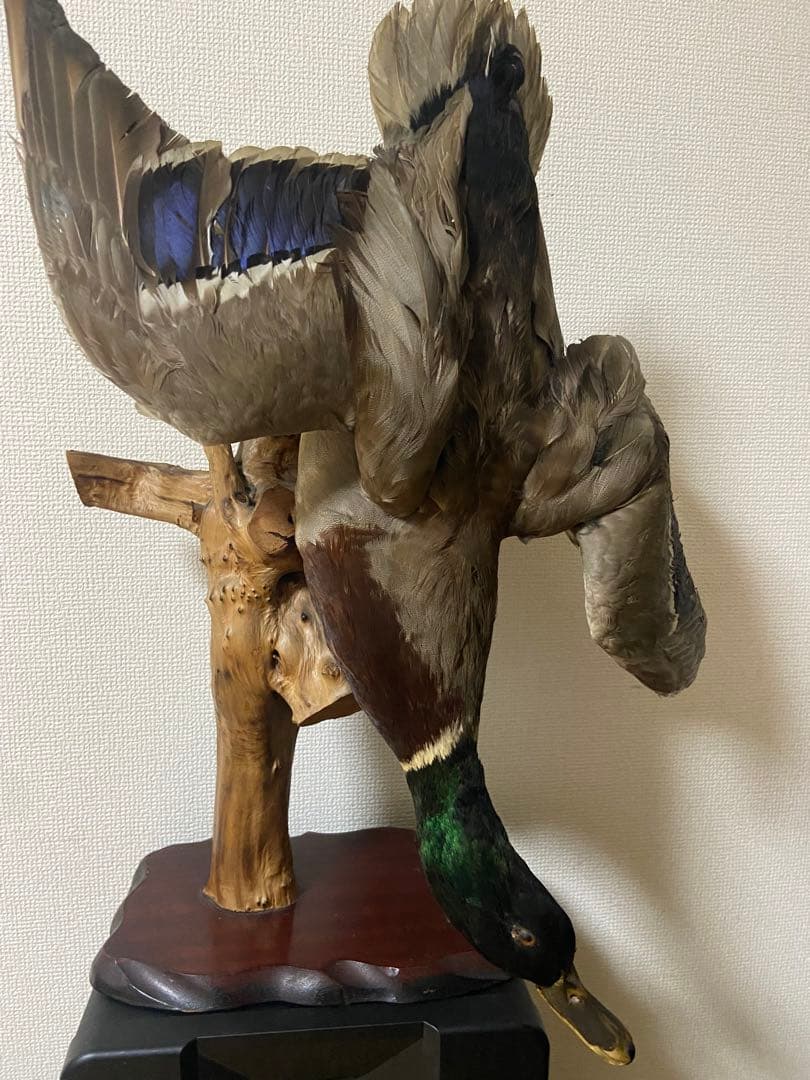 リアル剥製（本物）マガモ／カモ 剥製 木製台座付き