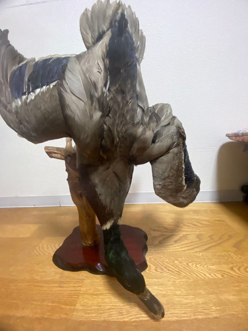 リアル剥製（本物）マガモ／カモ 剥製 木製台座付き