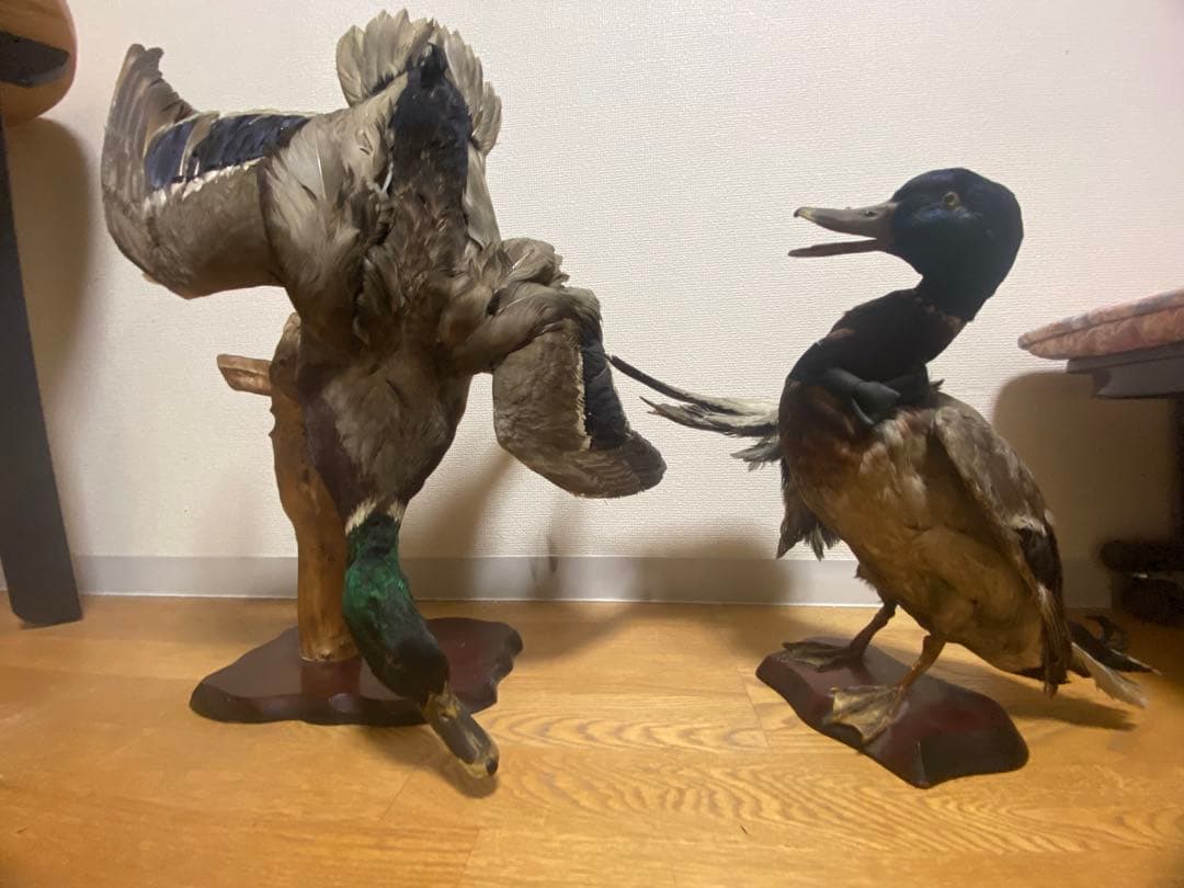 リアル剥製（本物）マガモ／カモ 剥製 木製台座付き