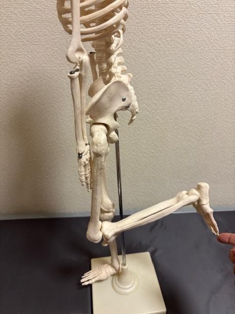 美品★人体骨格模型　80cm　1/2サイズ 骸骨