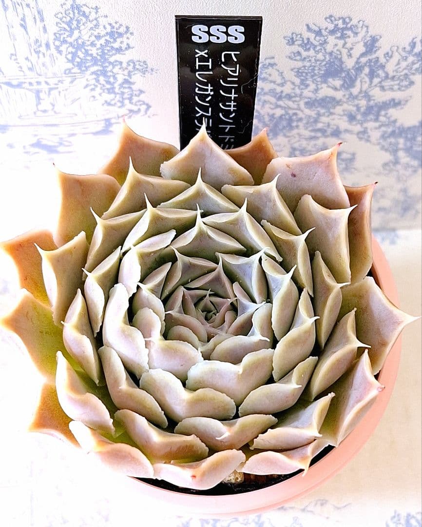 ヒアリナサントドミンゴ×エレガンスラパス札付きポットごとメルカリ便SSSさん苗