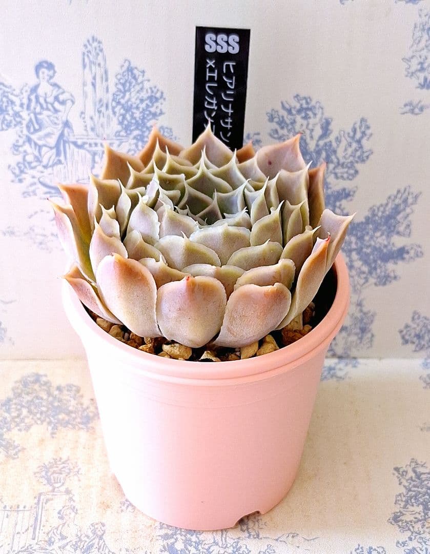 ヒアリナサントドミンゴ×エレガンスラパス札付きポットごとメルカリ便SSSさん苗