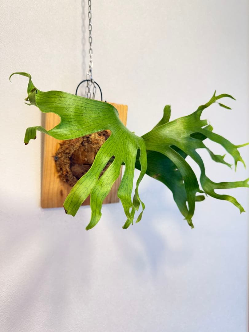 tbt　ビカクシダP. Flamenco