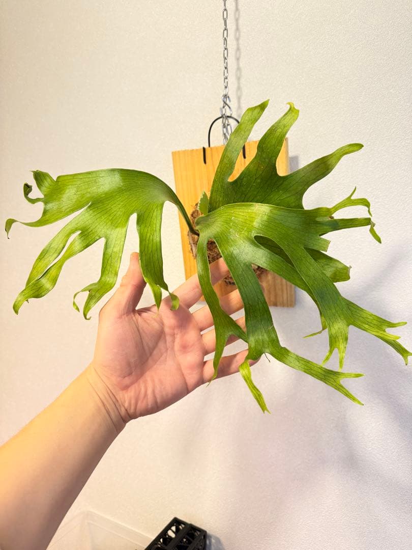 tbt　ビカクシダP. Flamenco