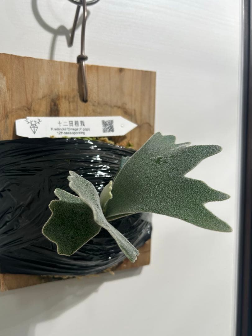 ビカクシダ P. willinckil'Omega P. gqgq