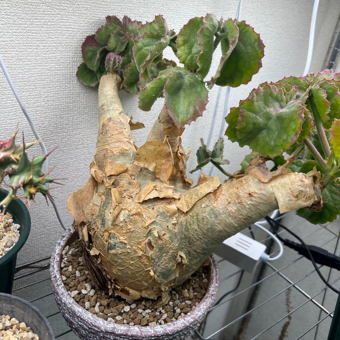 キフォステンマ ウターマクロプス