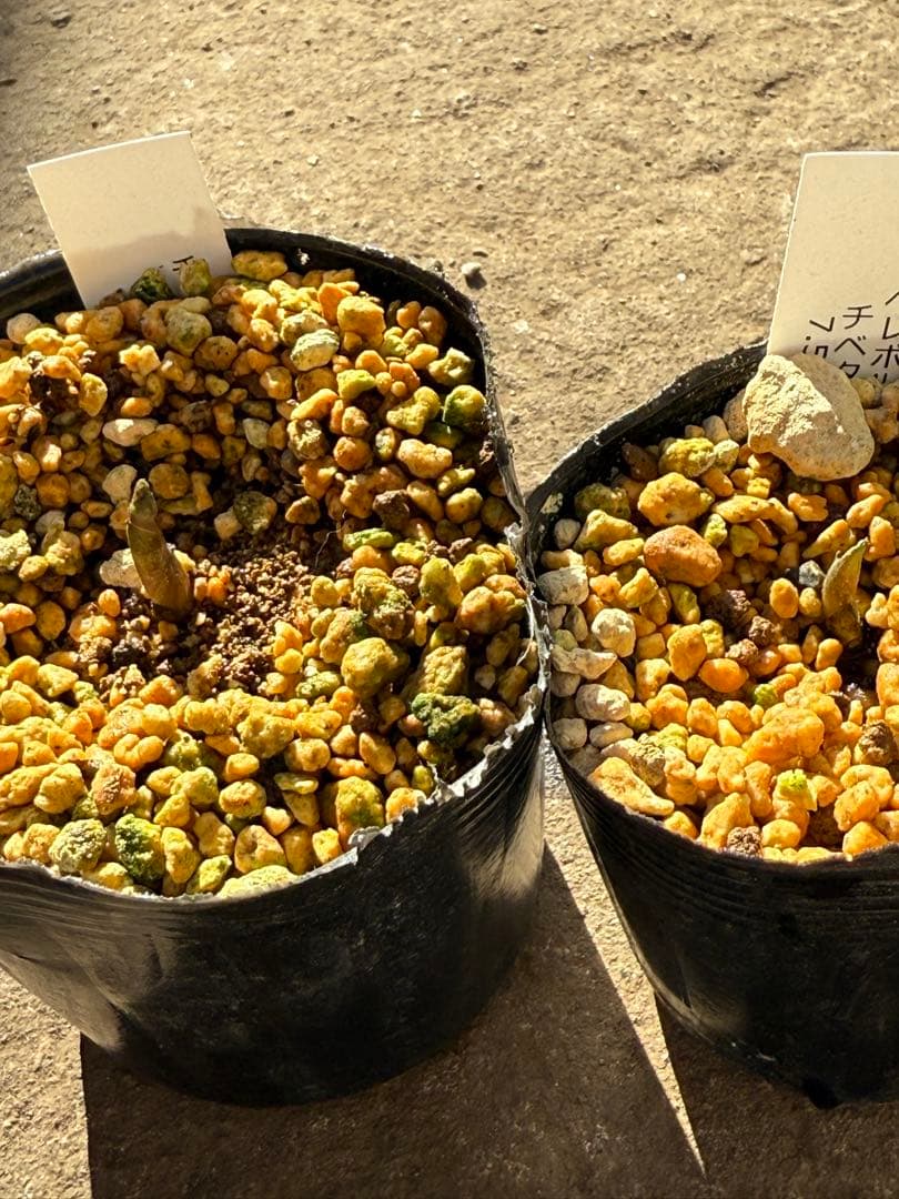 ★チベタヌス　2年、3年苗セットクリスマスローズ苗