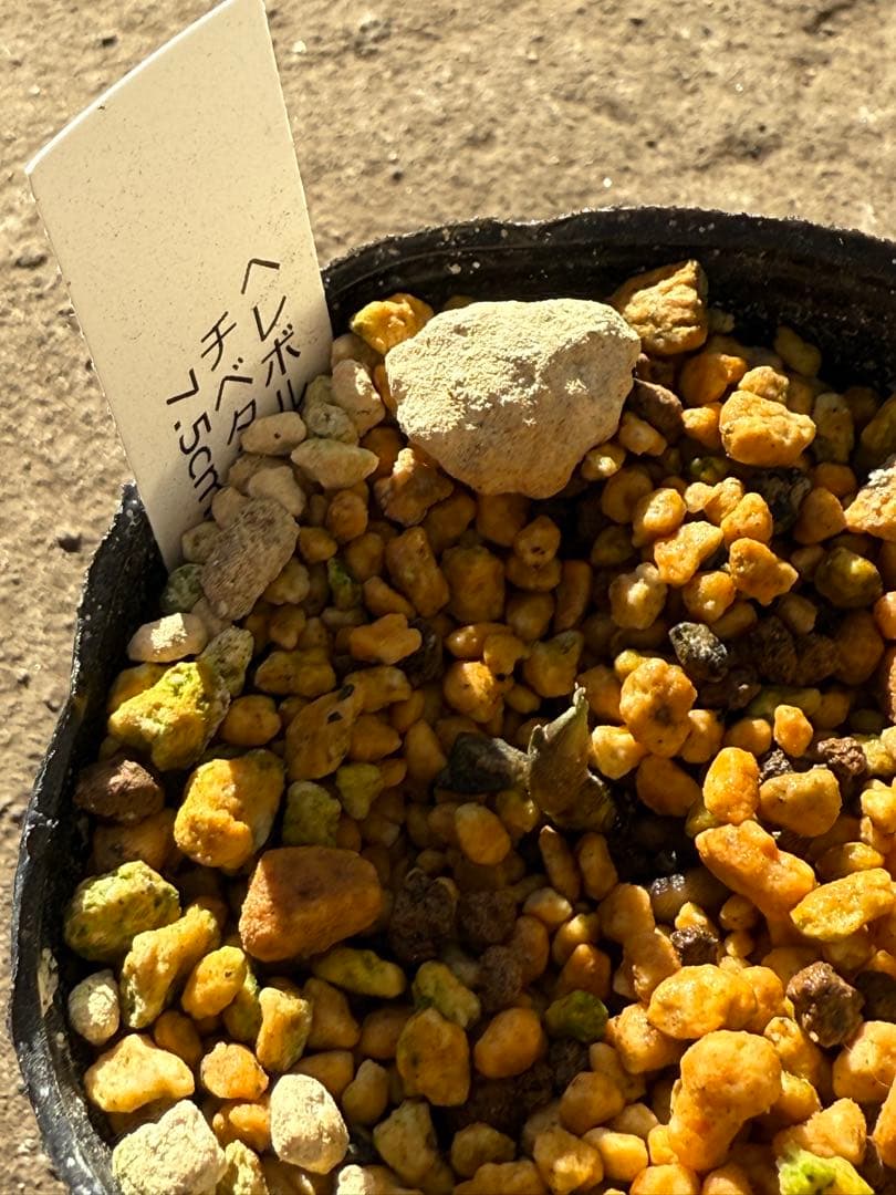 ★チベタヌス　2年、3年苗セットクリスマスローズ苗