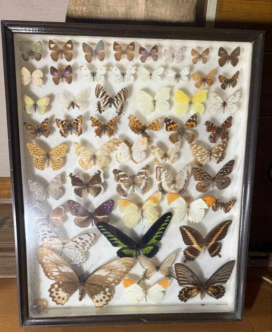蝶の標本 2ケースセットまとめ売り