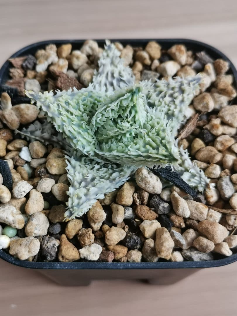 パ*ュ様 アロエハイブリッド　実生