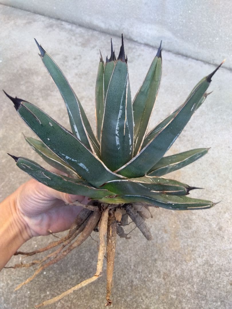 アガベ　笹吹雪　ニッケルシー　20センチ❗子株つき❗