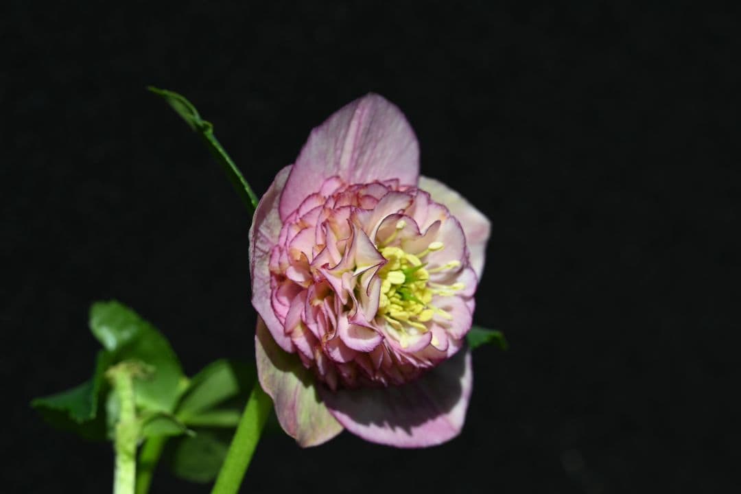 クリスマスローズ　認定モーリー　加藤農園