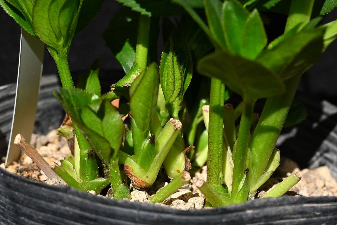 クリスマスローズ　認定モーリー　加藤農園