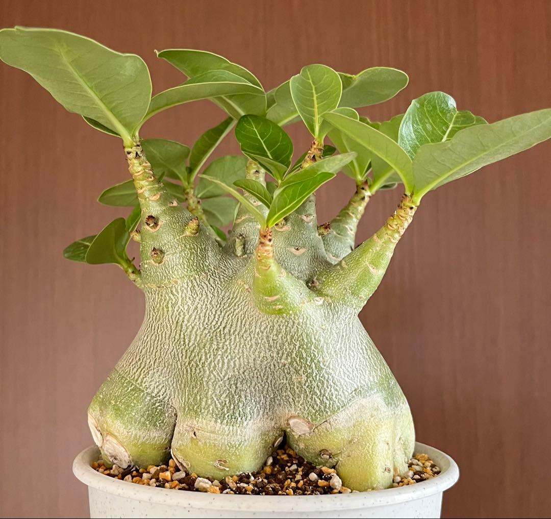 あんこ様 リクエスト 2点 まとめ商品