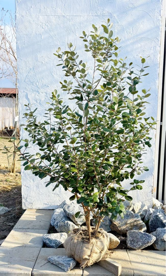 超逸品。フェイジョア株立ち1.5M(鉢底から)品番A