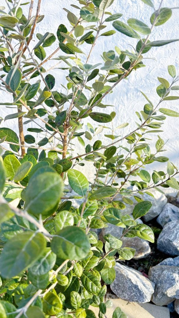 超逸品。フェイジョア株立ち1.5M(鉢底から)品番A