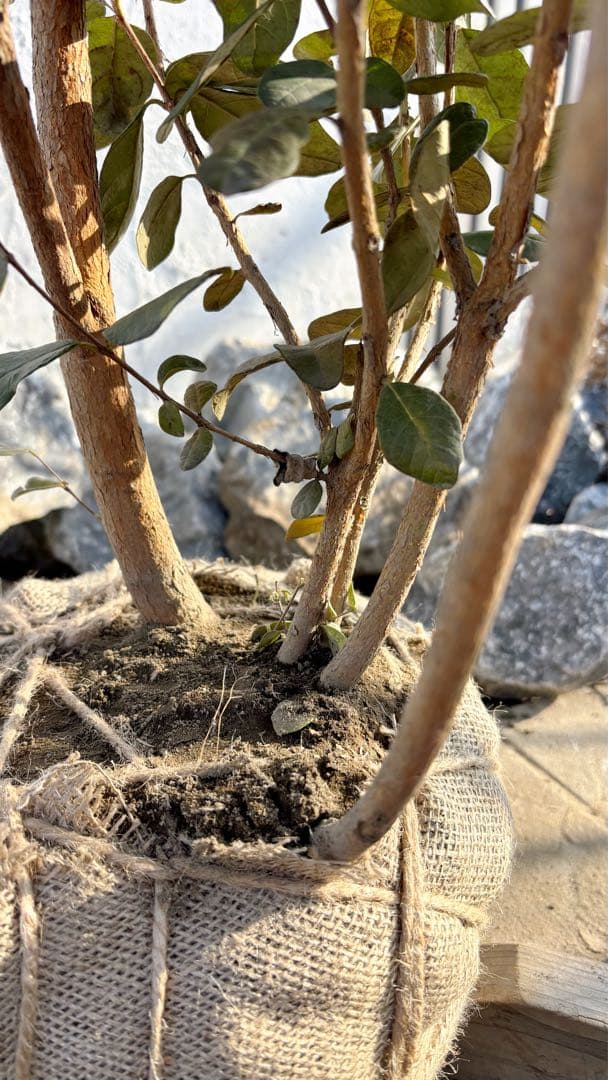 超逸品。フェイジョア株立ち1.5M(鉢底から)品番A