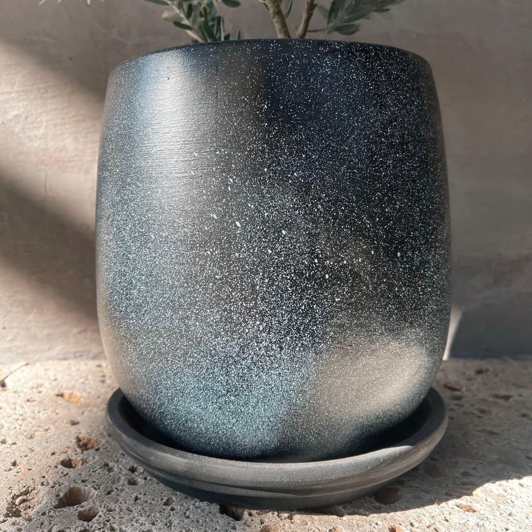 アカシア　ブルーブッシュ　シルバーリーフ　バルーン陶器鉢　植え込み発送