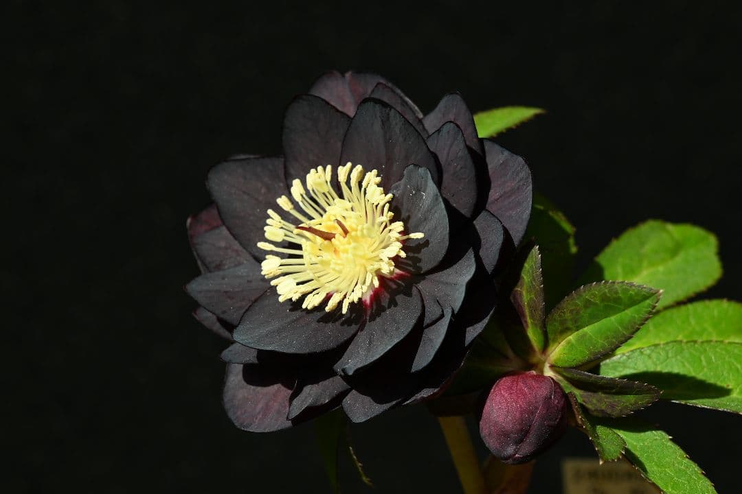 クリスマスローズ　認定ブラックゴールド　加藤農園