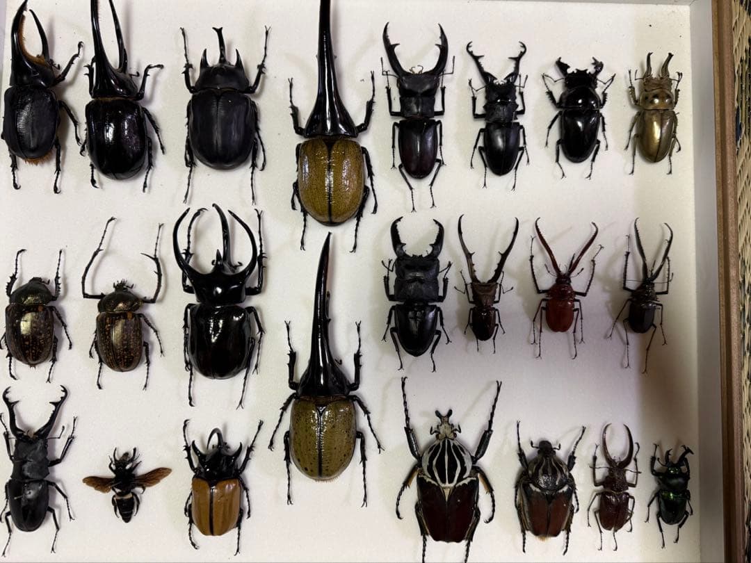 KANA標本各種　カブトムシ、クワガタムシ