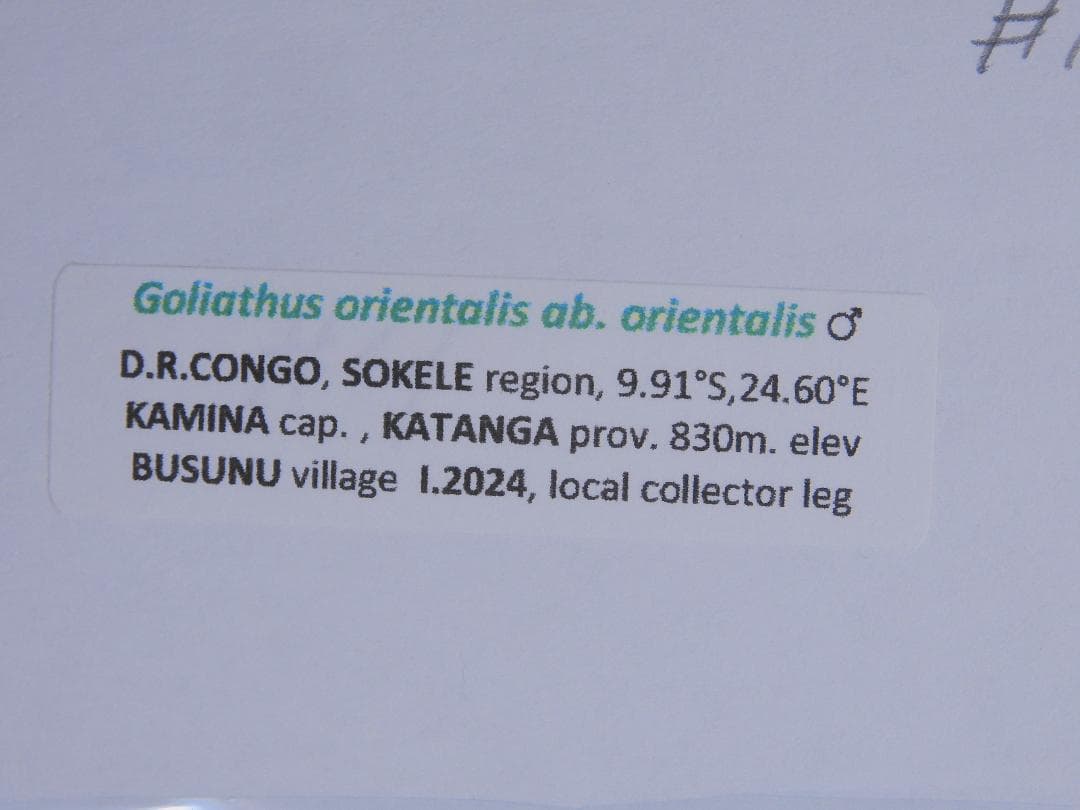 コンゴ産　シラフオオツノハナムグリ1　92mm