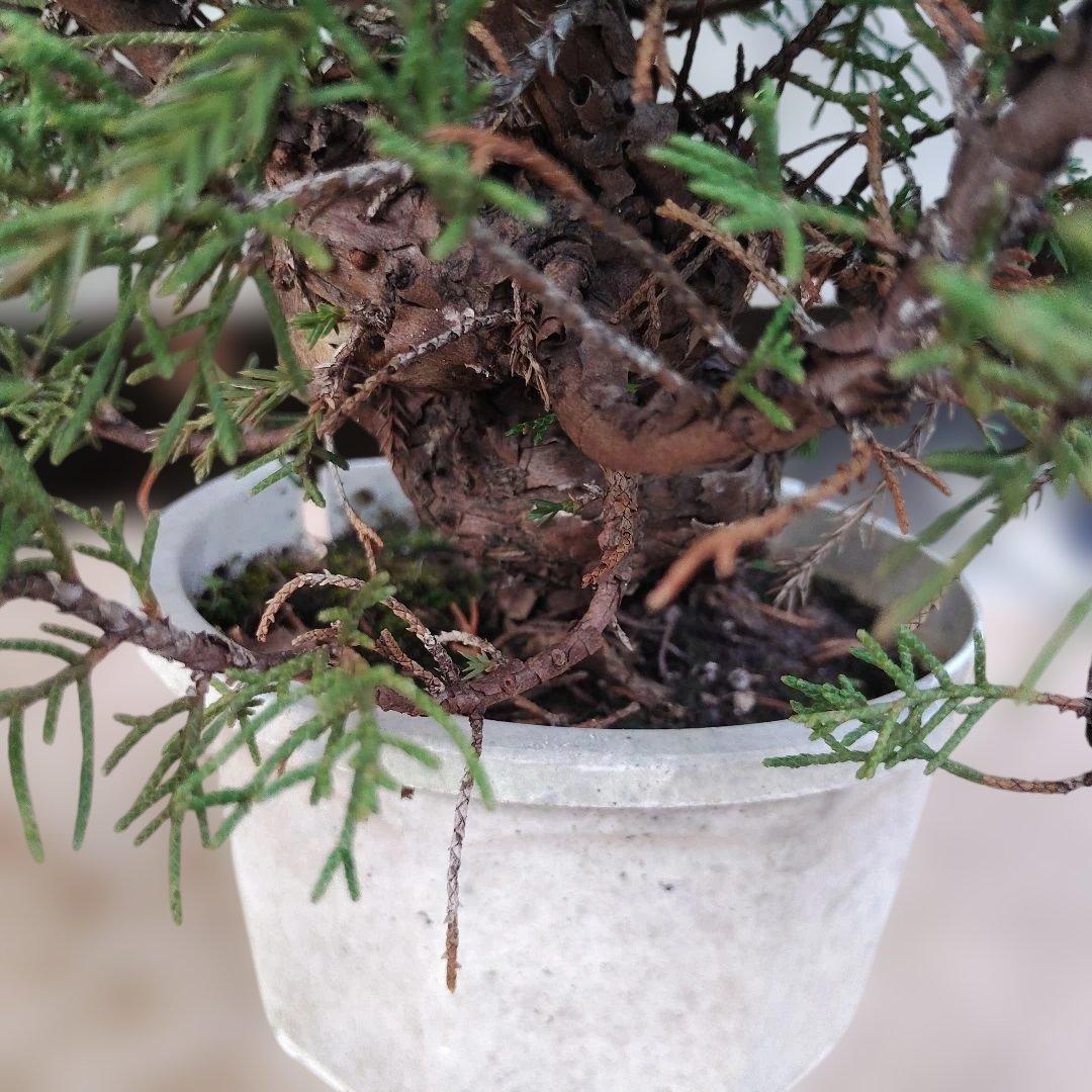 ②糸魚川真柏　素材