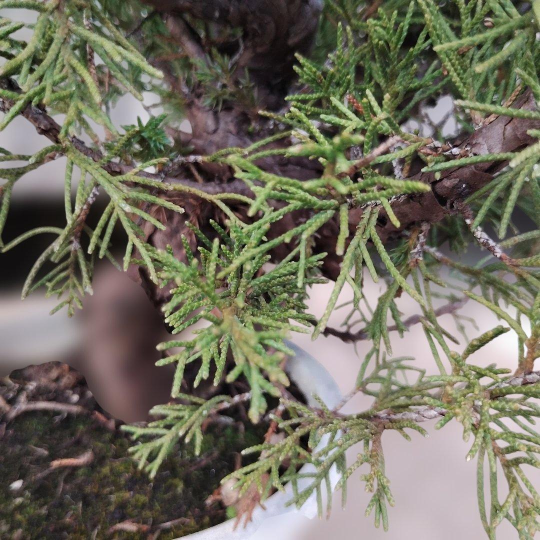 ②糸魚川真柏　素材