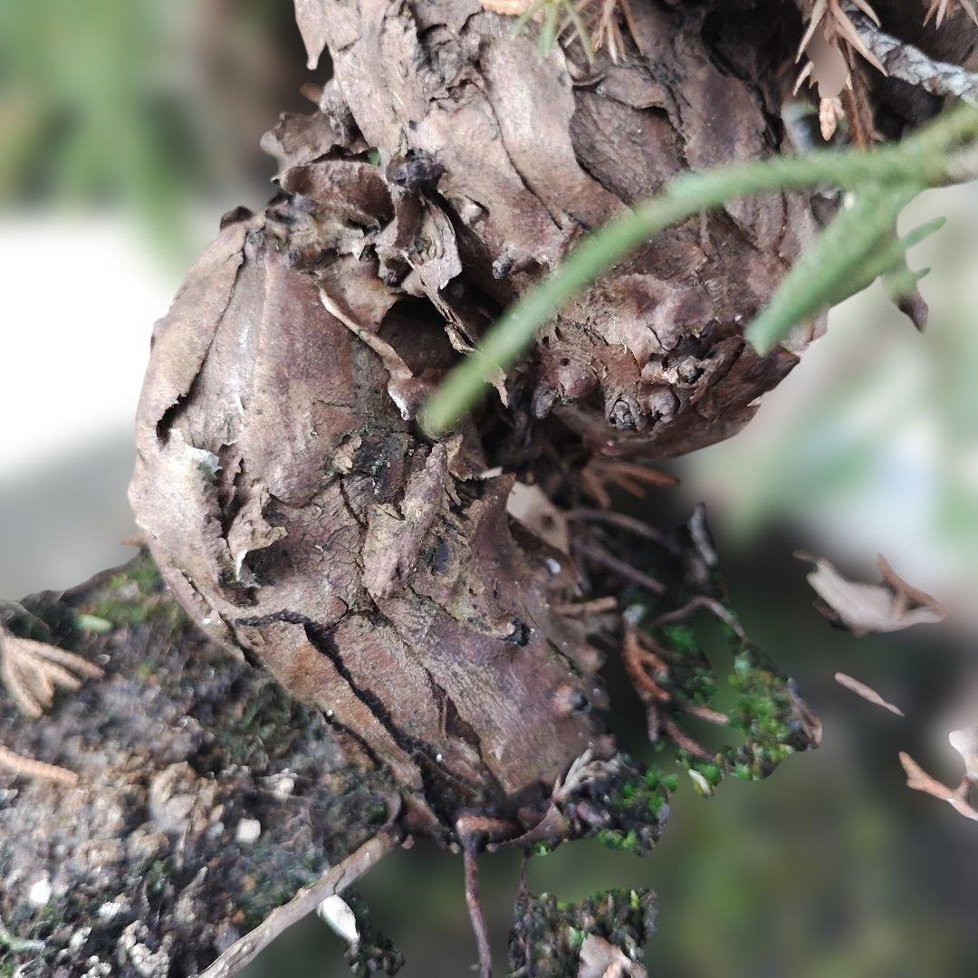 ②糸魚川真柏　素材