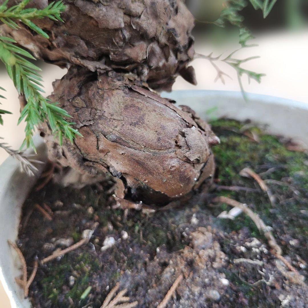 ②糸魚川真柏　素材