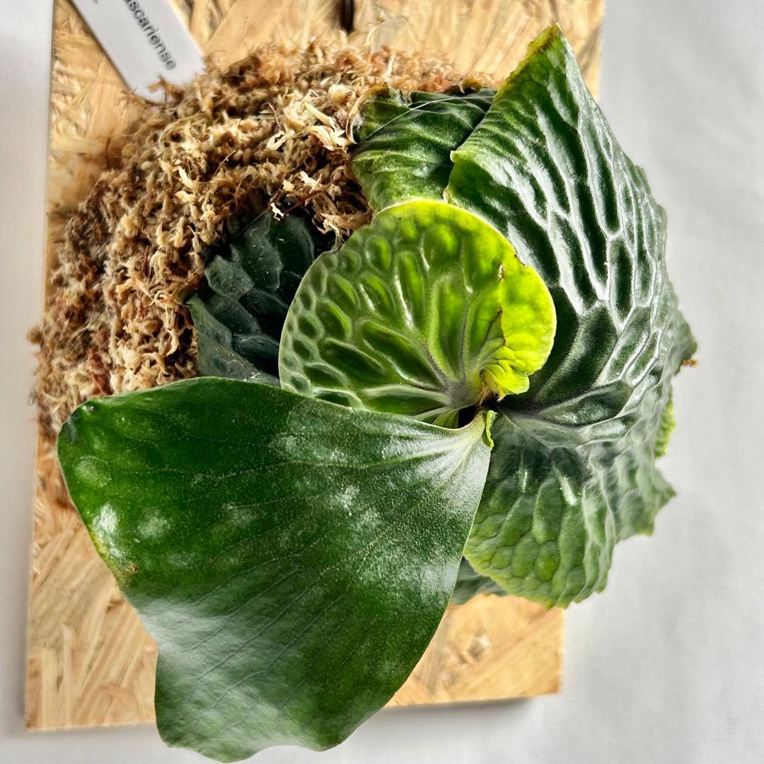 P. Madagascariense【大株】