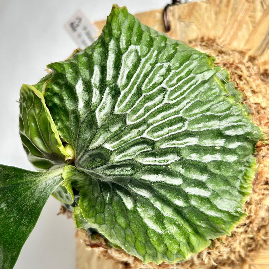 P. Madagascariense【大株】