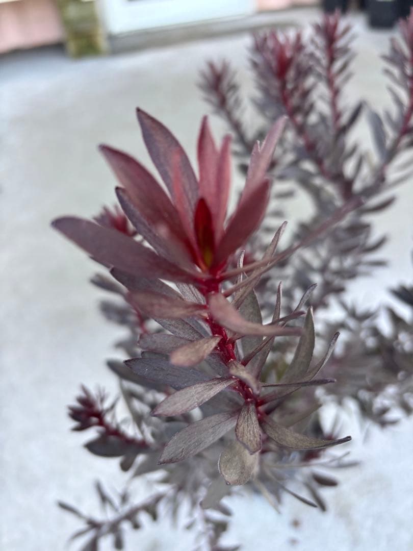 リューカデンドロン　デュリフ　1