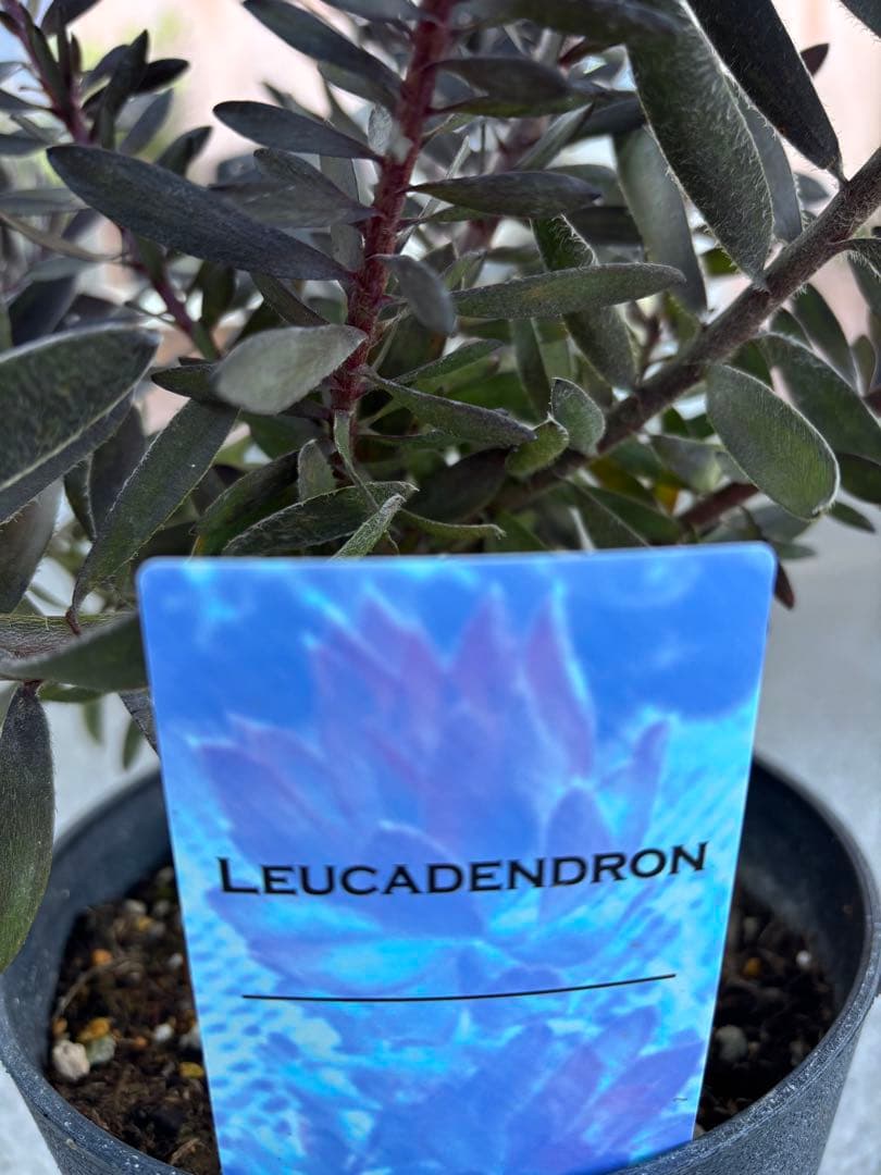 リューカデンドロン　デュリフ　1