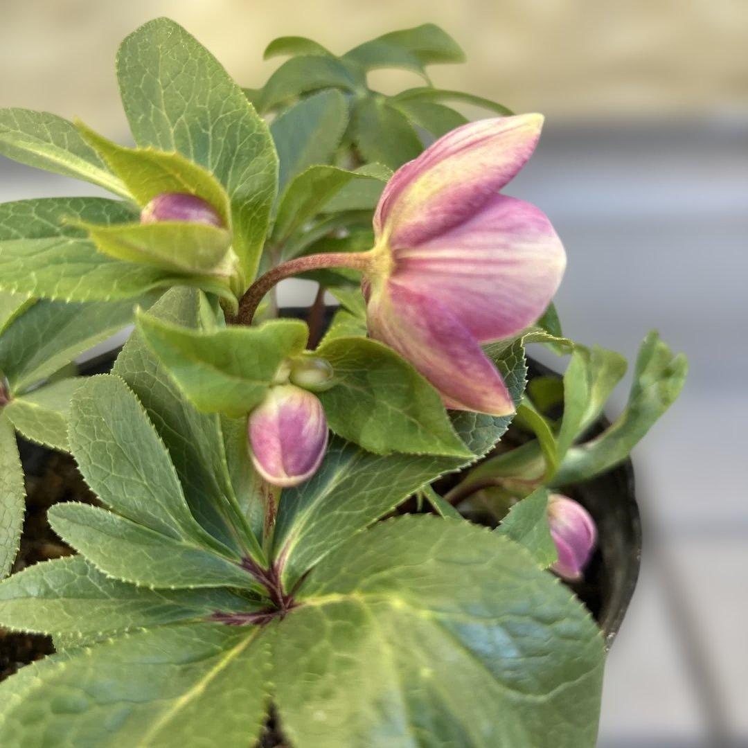 まい様ご購入品　クリスマスローズ　広瀬園芸　写楽　計2点　現品　匿名発送