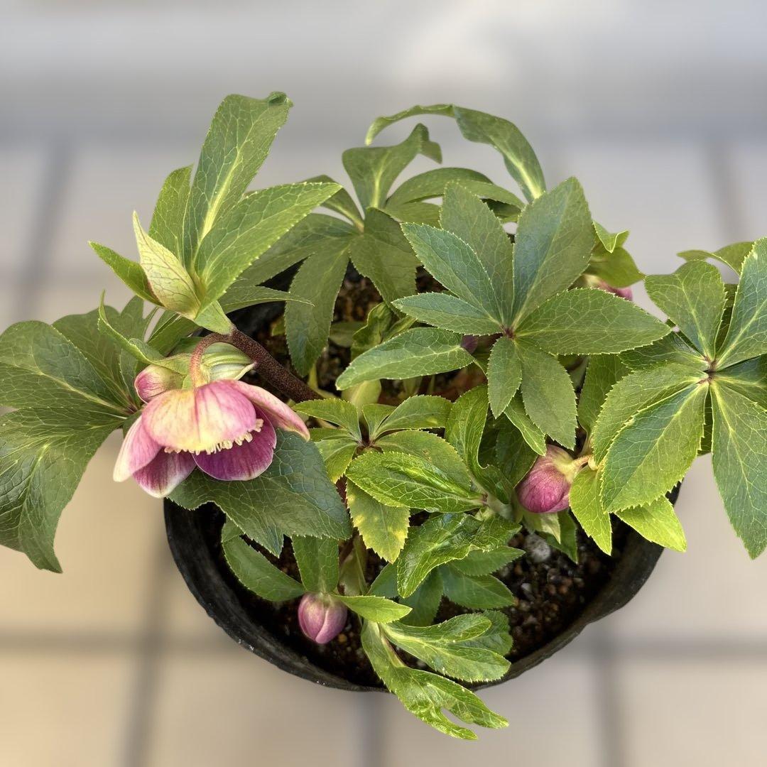 まい様ご購入品　クリスマスローズ　広瀬園芸　写楽　計2点　現品　匿名発送