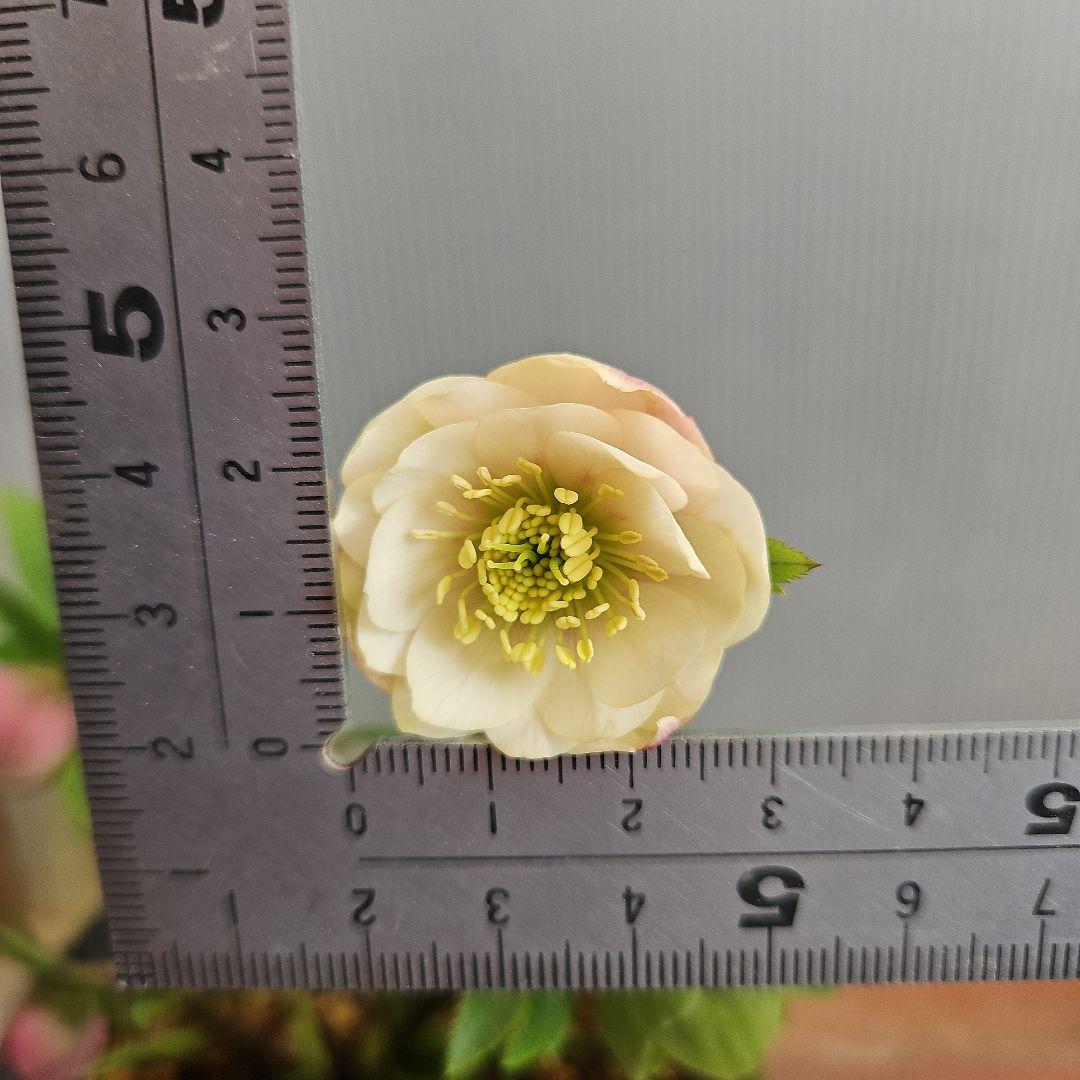 K.様ご購入苗㉖-287クリスマスローズ