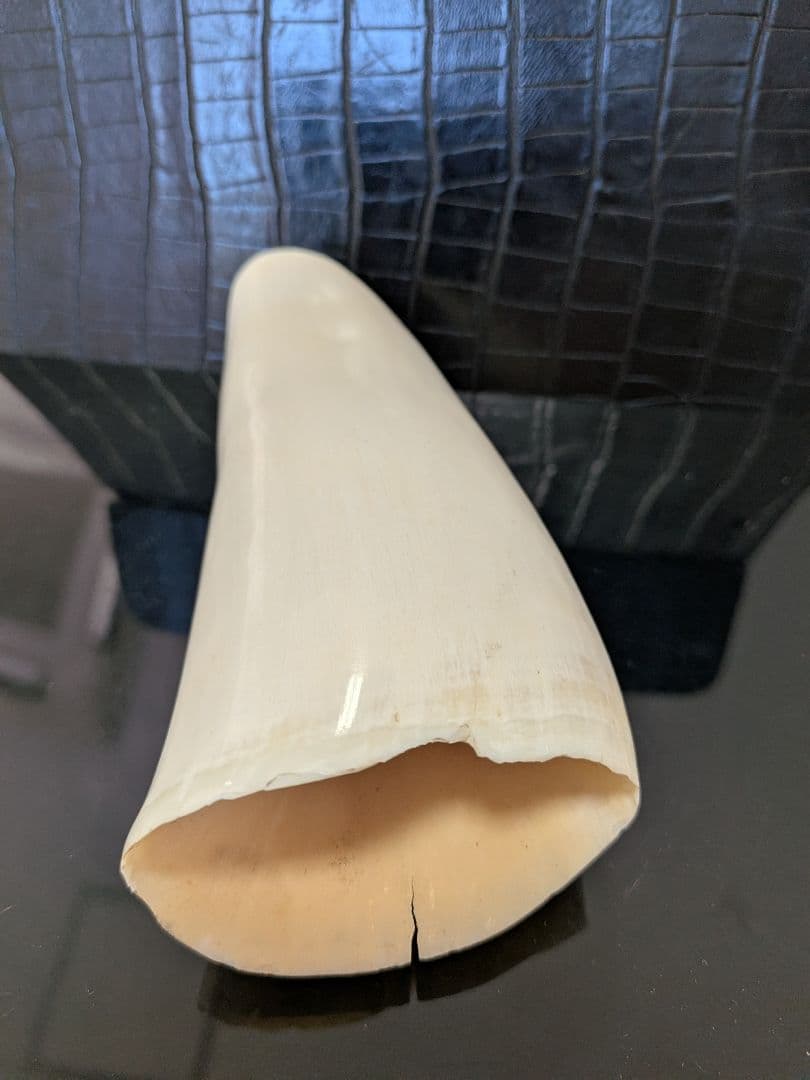 田中野夫ページ　マッコウ鯨歯