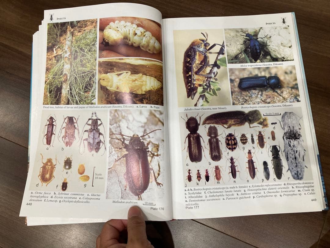 洋書 Fauna of the Socotra Archipelago Field