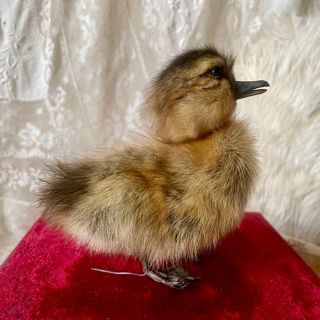 黒アヒルのヒヨコの剥製　小鳥　ひよこ　フランスアンティーク　ヴィンテージ