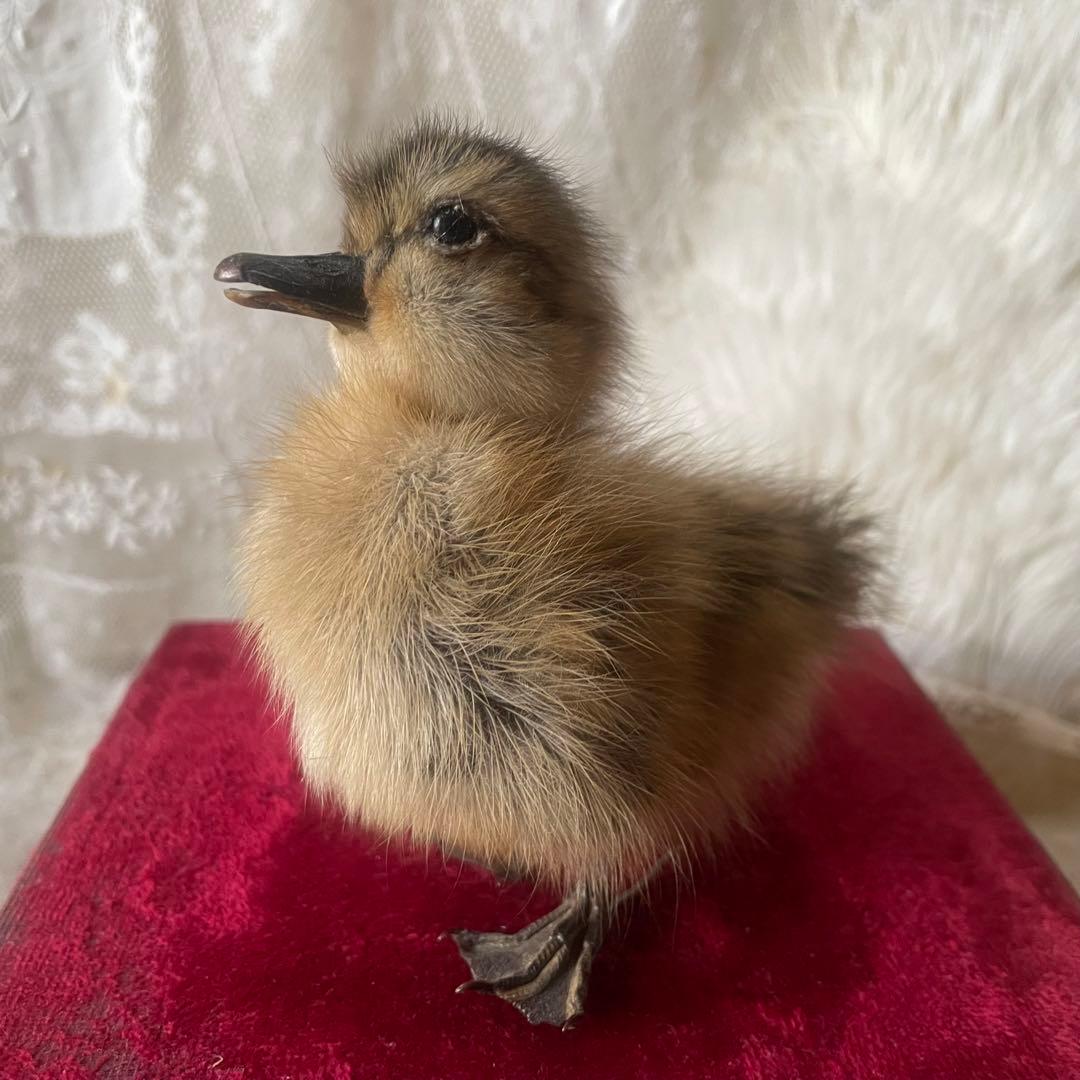 黒アヒルのヒヨコの剥製　小鳥　ひよこ　フランスアンティーク　ヴィンテージ