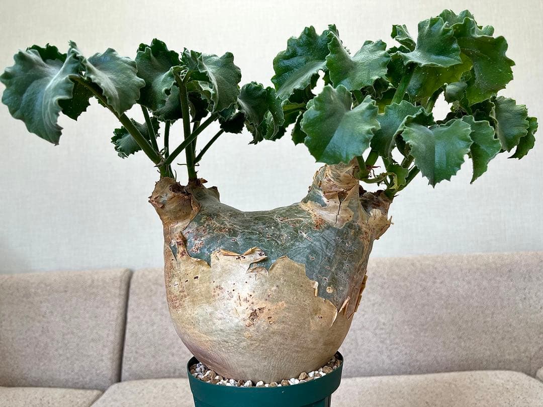 キフォステンマ マクロプス 大株 コレクション ぷっくり