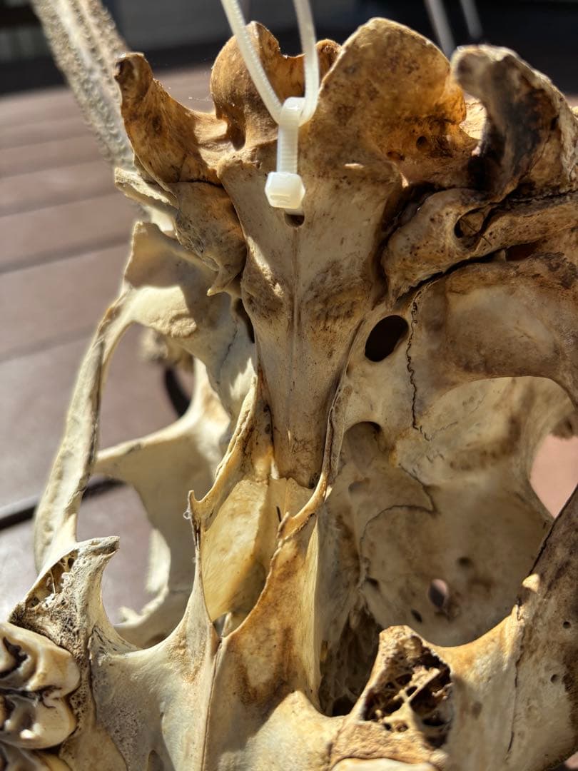鹿の頭蓋骨　鹿の角　エゾシカ　大型　ハンティングトロフィー